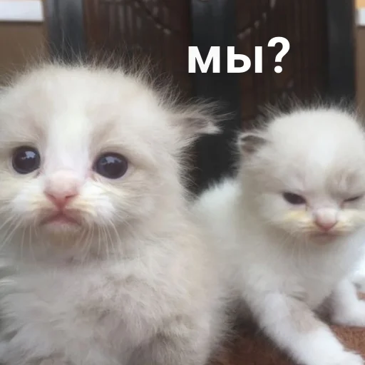 ⭐️ Стикер «манюни» для Telegram