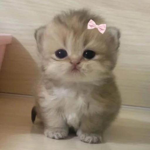 ⭐️ Стикер «манюни» для Telegram