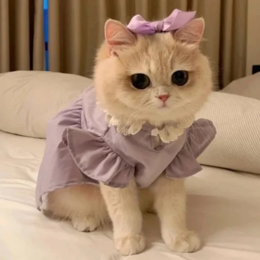 ⭐️ Стикер «манюни» для Telegram