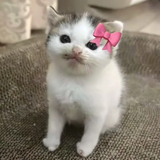 ⭐️ Стикер «манюни» для Telegram
