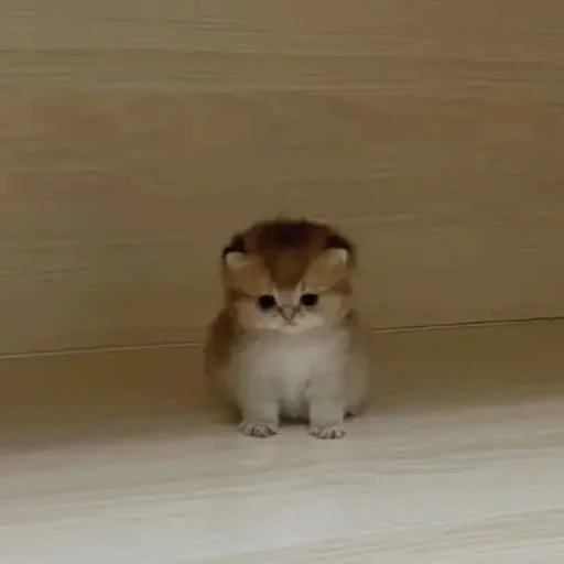 ⭐️ Стикер «манюни» для Telegram