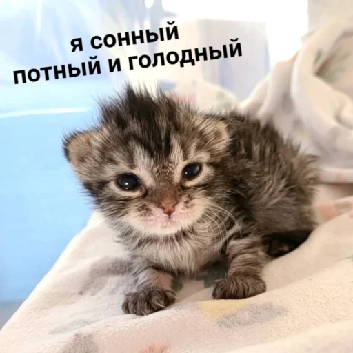 ⭐️ Стикер «манюни» для Telegram
