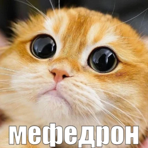 ⭐️ Стикер «манюни» для Telegram