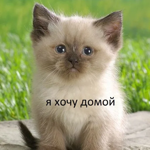 ⭐️ Стикер «манюни» для Telegram