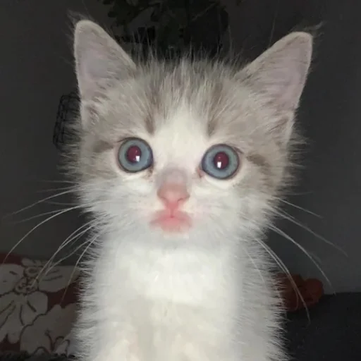 ⭐️ Стикер «манюни» для Telegram