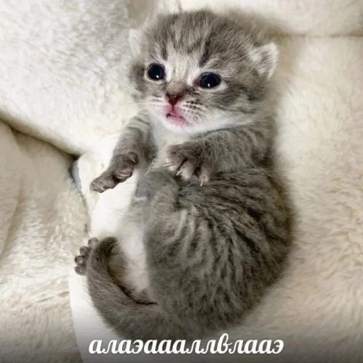 ⭐️ Стикер «манюни» для Telegram