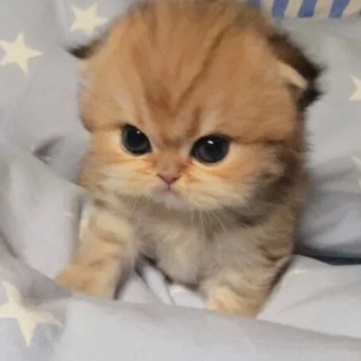 ⭐️ Стикер «манюни» для Telegram