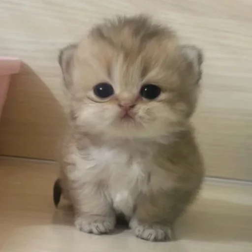 ⭐️ Стикер «манюни» для Telegram