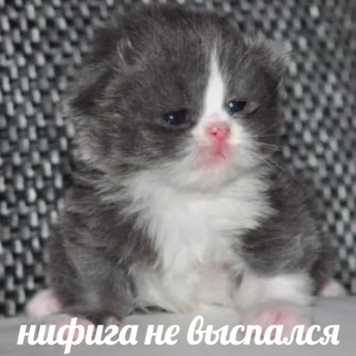 ⭐️ Стикер «манюни» для Telegram