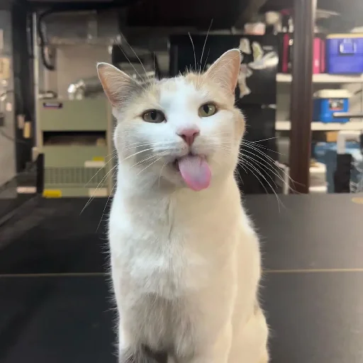 😛 Стикер «Silly Milly» для Telegram