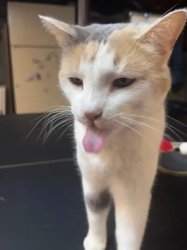 😛 Стикер «Silly Milly» для Telegram
