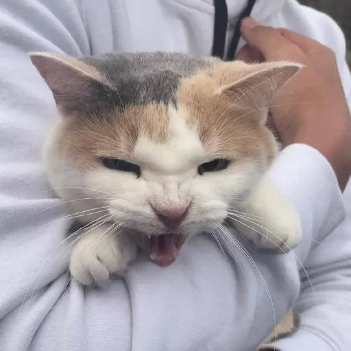 🤬 Стикер «Silly Milly» для Telegram