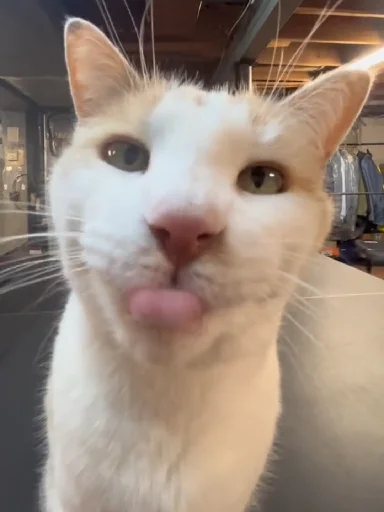 😛 Стикер «Silly Milly» для Telegram