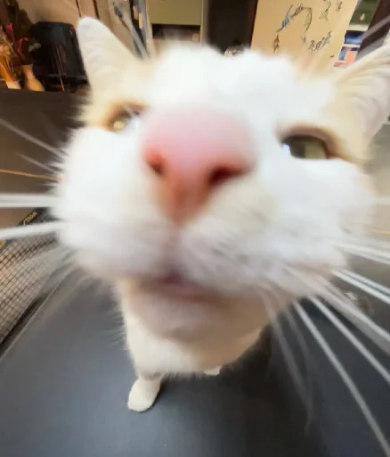 👃 Стикер «Silly Milly» для Telegram