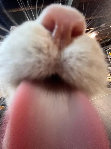 👅 Стикер «Silly Milly» для Telegram