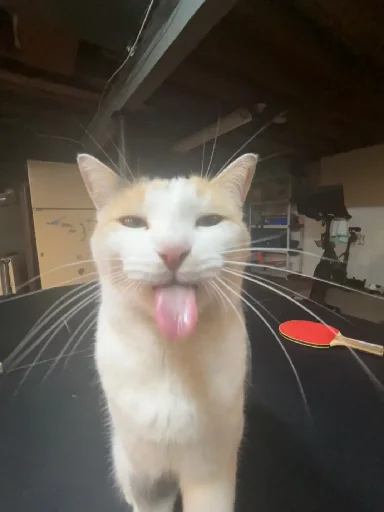 😛 Стикер «Silly Milly» для Telegram