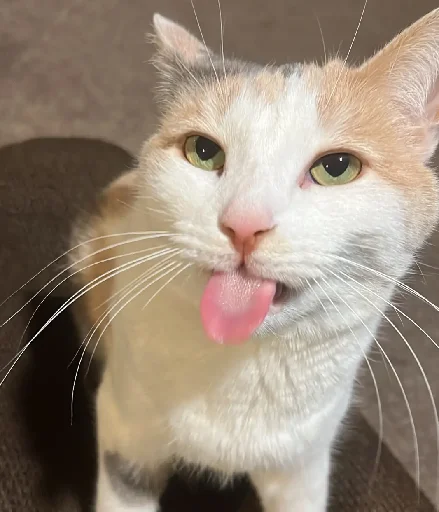 😛 Стикер «Silly Milly» для Telegram