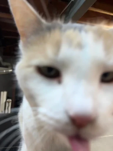 😛 Стикер «Silly Milly» для Telegram