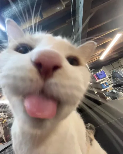 😛 Стикер «Silly Milly» для Telegram