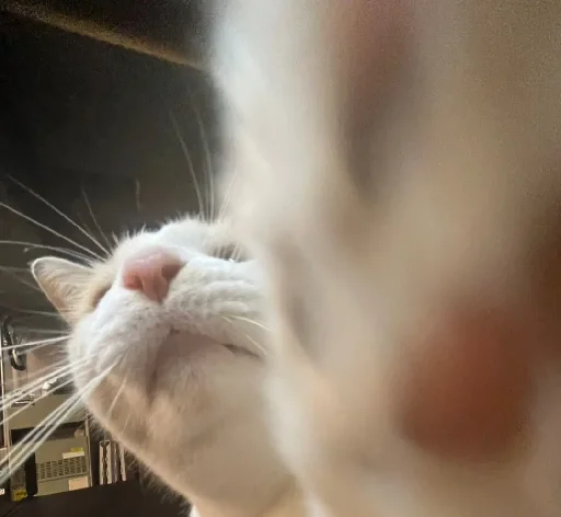 👋 Стикер «Silly Milly» для Telegram