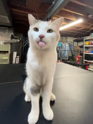 😛 Стикер «Silly Milly» для Telegram