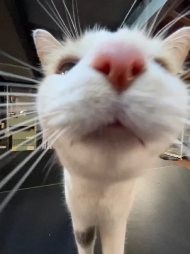 👃 Стикер «Silly Milly» для Telegram