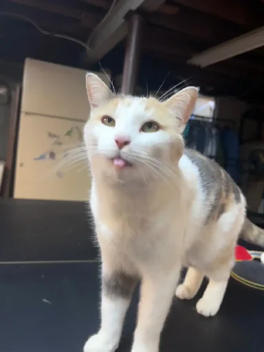 😛 Стикер «Silly Milly» для Telegram