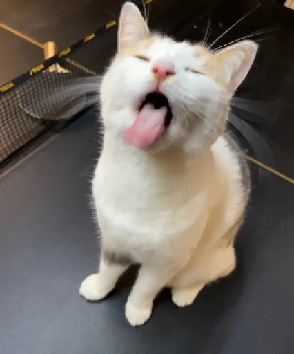😛 Стикер «Silly Milly» для Telegram
