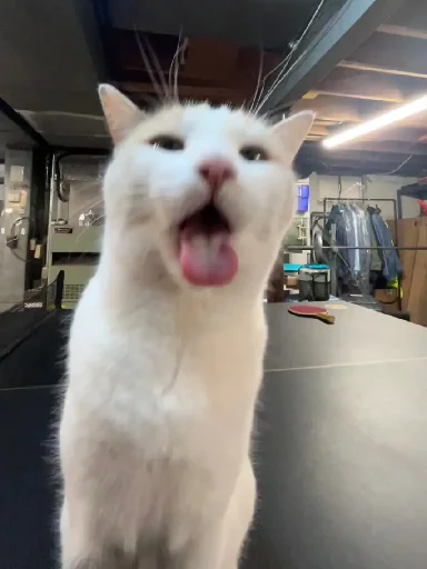 😝 Стикер «Silly Milly» для Telegram