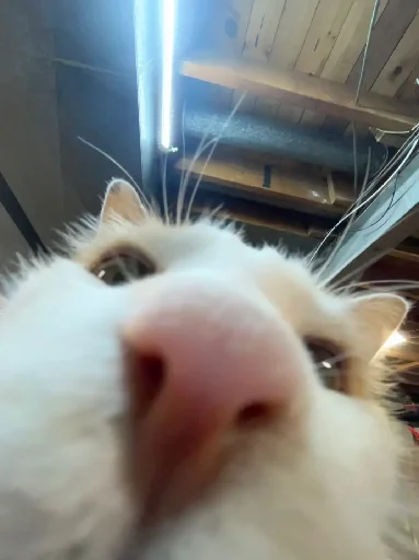👃 Стикер «Silly Milly» для Telegram