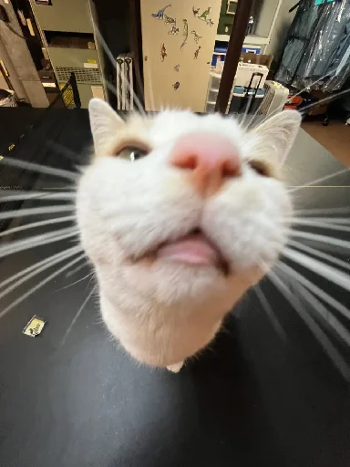 👃 Стикер «Silly Milly» для Telegram