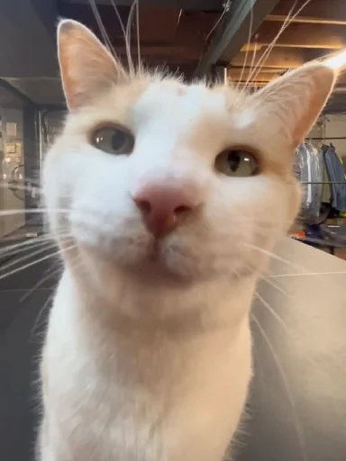 🙂 Стикер «Silly Milly» для Telegram