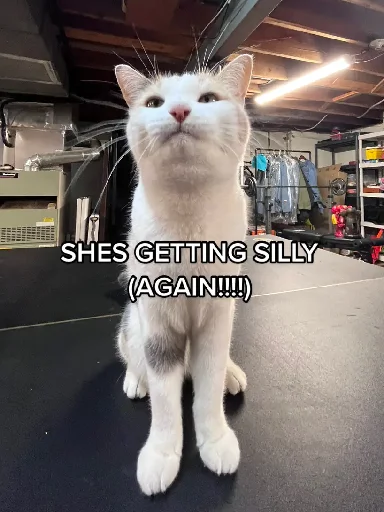😼 Стикер «Silly Milly» для Telegram