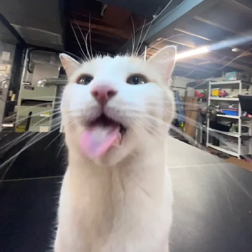 😛 Стикер «Silly Milly» для Telegram