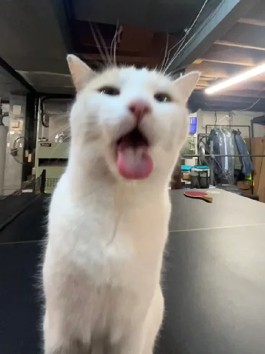 😛 Стикер «Silly Milly» для Telegram