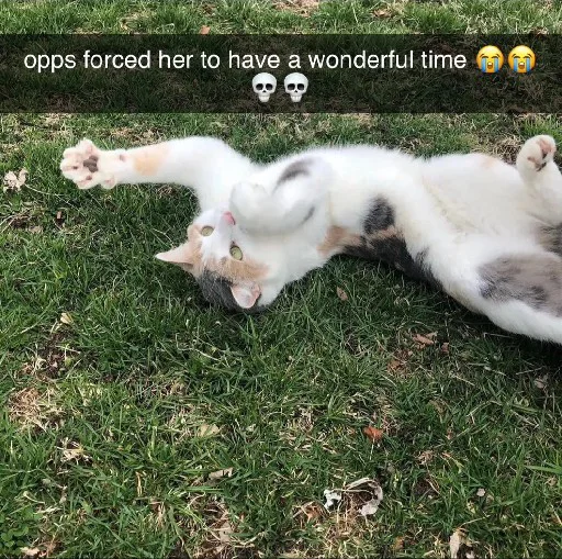 🐈‍⬛ Стикер «Silly Milly» для Telegram