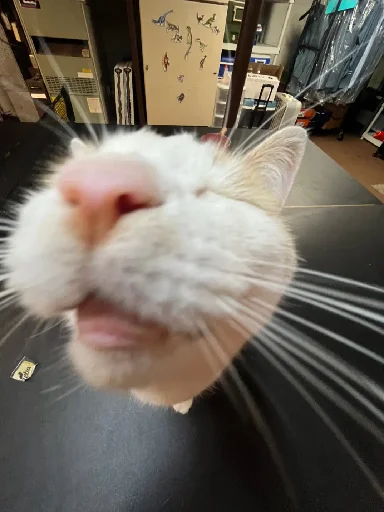 👃 Стикер «Silly Milly» для Telegram