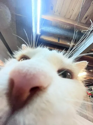 👃 Стикер «Silly Milly» для Telegram