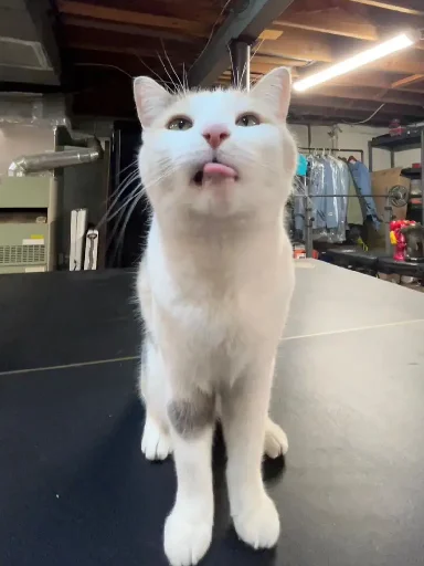 😛 Стикер «Silly Milly» для Telegram