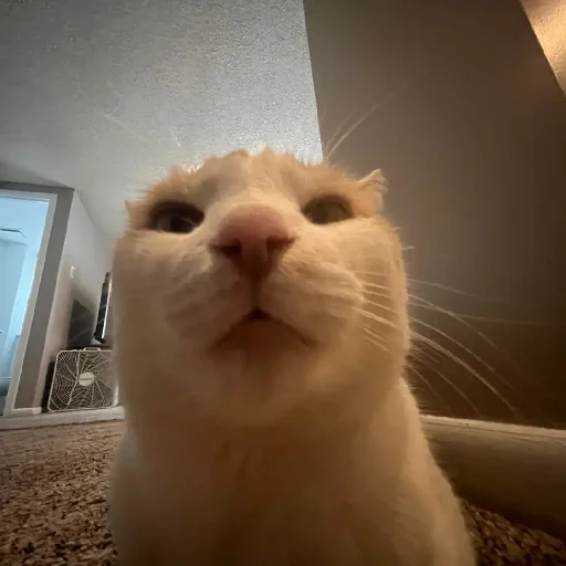😐 Стикер «Silly Milly» для Telegram