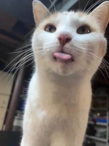 😛 Стикер «Silly Milly» для Telegram