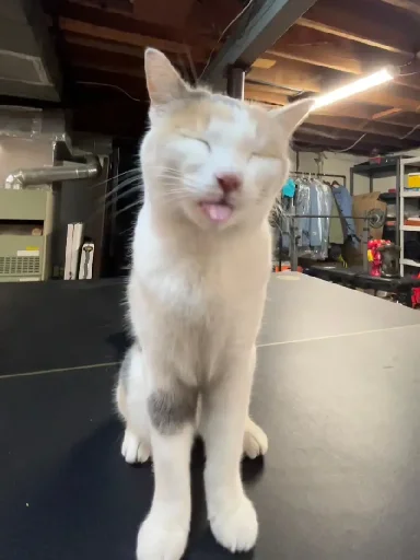 😝 Стикер «Silly Milly» для Telegram