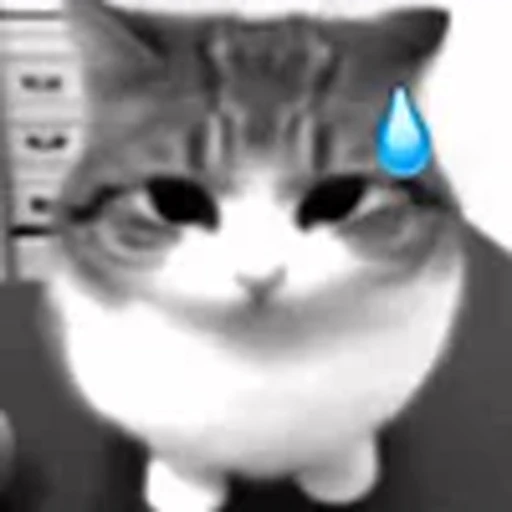 😅 Эмодзи «silly cats» для Telegram