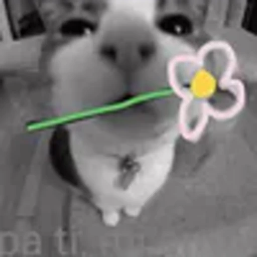 🌹 Эмодзи «silly cats» для Telegram