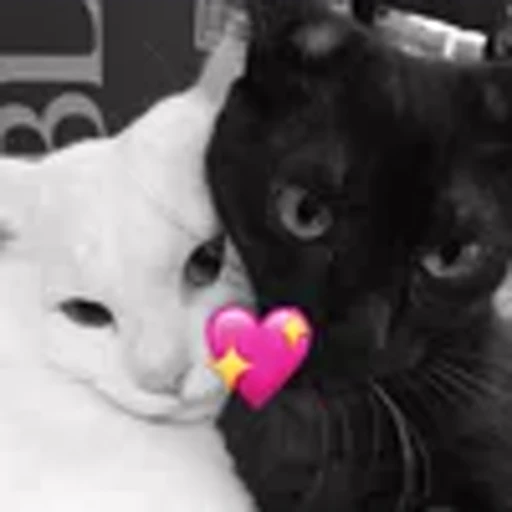 💋 Эмодзи «silly cats» для Telegram