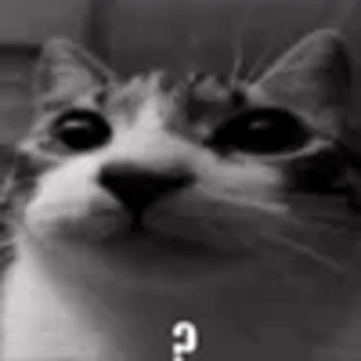 🤨 Эмодзи «silly cats» для Telegram