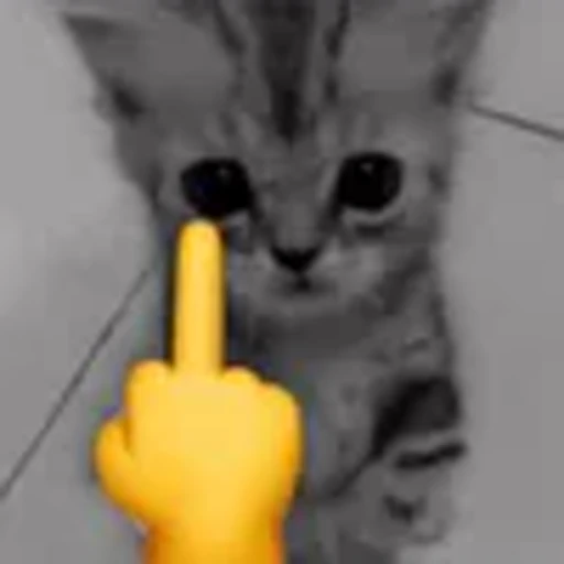 🖕 Эмодзи «silly cats» для Telegram