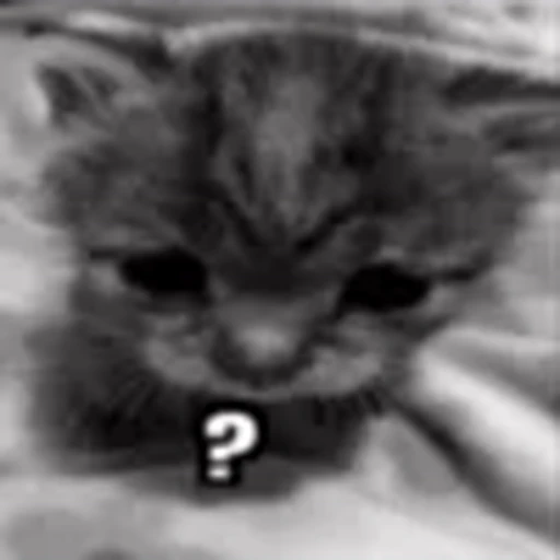 🤨 Эмодзи «silly cats» для Telegram