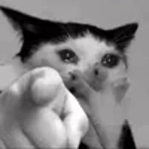 😀 Эмодзи «silly cats» для Telegram