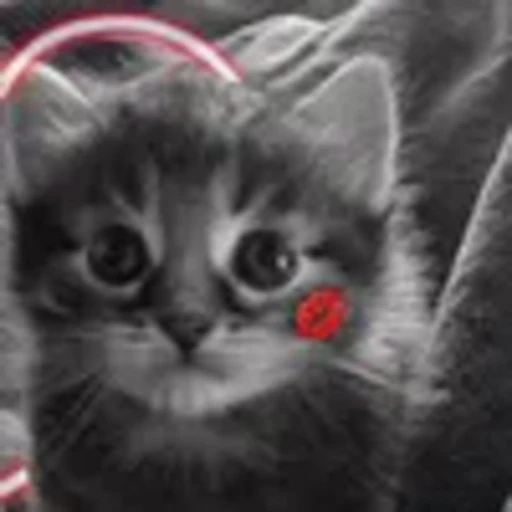 🌓 Эмодзи «silly cats» для Telegram